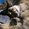 Joy joined the competition — help win amazing prizes! cat, tabby, sleeping, paw, fur, whiskers, pet, animal, relaxation, cozy, closeup, indoor, rest, mammal, cute, nap, domestic_cat, soft, texture, peaceful