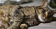 Joy joined the competition — help win amazing prizes! cat, tabby, pet, animal, feline, fur, whiskers, lying_down, relaxed, indoor, closeup, cute, eyes, ears, face, resting, soft_surface, domestic, mammal, portrait
