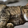 Joy is registered to the contest to win money with this photo: cat, tabby_cat, lying_down, fur, whiskers, ears, eyes, pet, animal, feline, cute, domestic, relaxed, bed, soft_surface, indoor, closeup, portrait, resting, curious