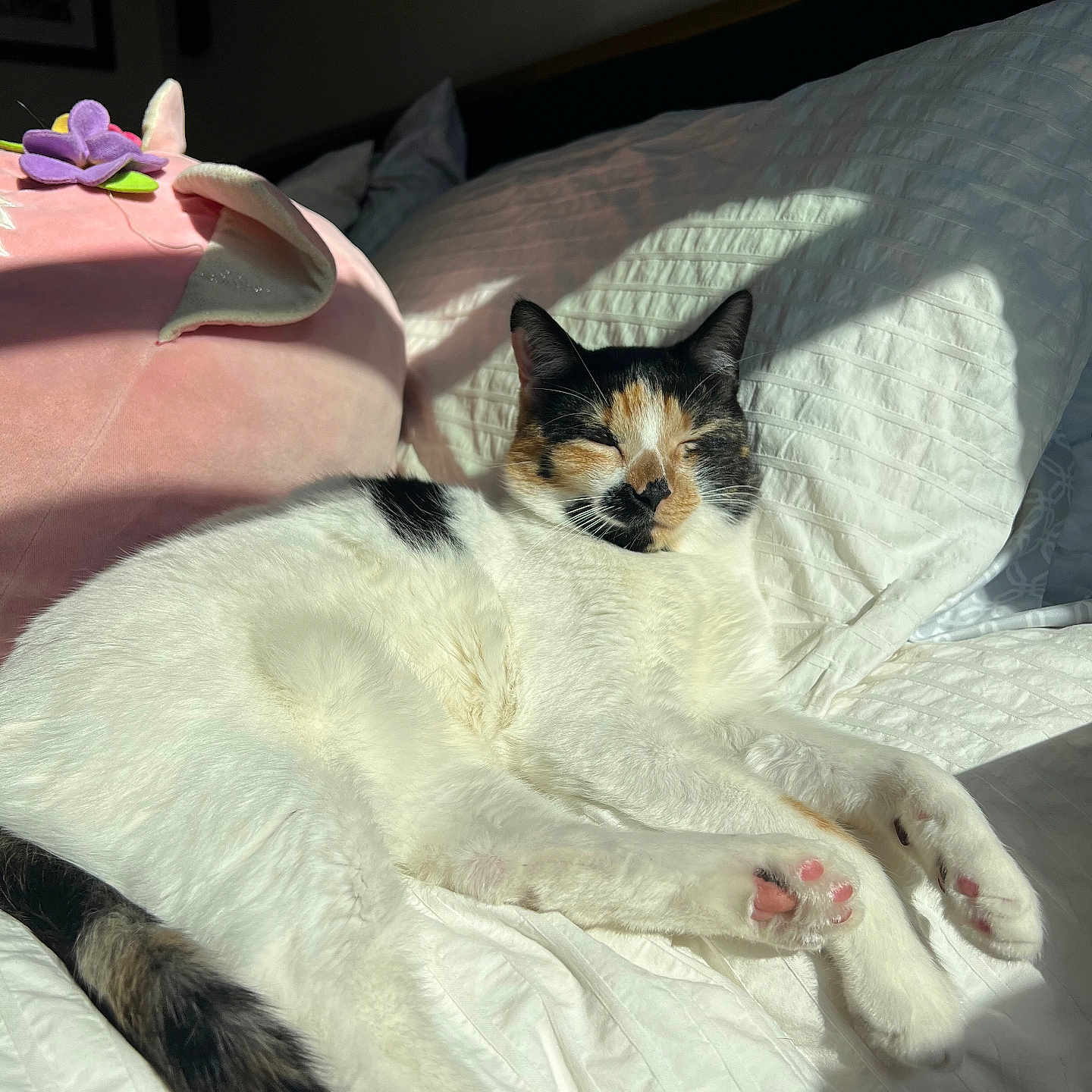 Lady joined the competition — help win amazing prizes! abyssinian, animal, bed, bedroom, blanket, cat, couch, cushion, furniture, homedecor, indoors, kitten, linen, manx, person, pet, quilt, room, siamese, sleeping