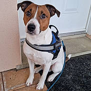 Sparrow participe au concours pour gagner de l'argent avec cette photo : animal, brown_and_white, canine, closeup, dog, domestic_animal, door, doormat, ears, fur, harness, leash, looking_up, outdoor, pet, porch, sitting, tail, tiled_floor, waiting