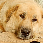 Lance joined the competition — help win amazing prizes! dog, canine, pet, resting, sleepy, close_up, fluffy, golden, fur, nose, paw, blanket, indoor, cozy, animal, mammal, face, expression, portrait, home