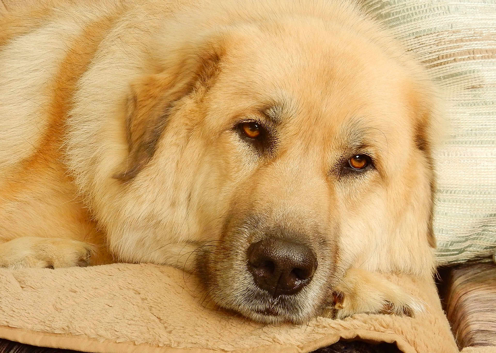 Lance joined the competition — help win amazing prizes! dog, canine, pet, resting, sleepy, close_up, fluffy, golden, fur, nose, paw, blanket, indoor, cozy, animal, mammal, face, expression, portrait, home