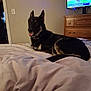 dog, german_shepherd, bed, blanket, indoor, television, dresser, living_room, pet, animal, tongue_out, relaxed, furniture, wood, screen, sports, baseball, comfort, home, cozy