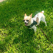 Bolt is registered to the contest to win money with this photo: canine, cute, daylight, dog, grass, happy, harness, leash, nature, outdoor, pet, playful, shadow, small_dog, summer, sunglasses, sunny, tongue_out, walking, white_and_brown
