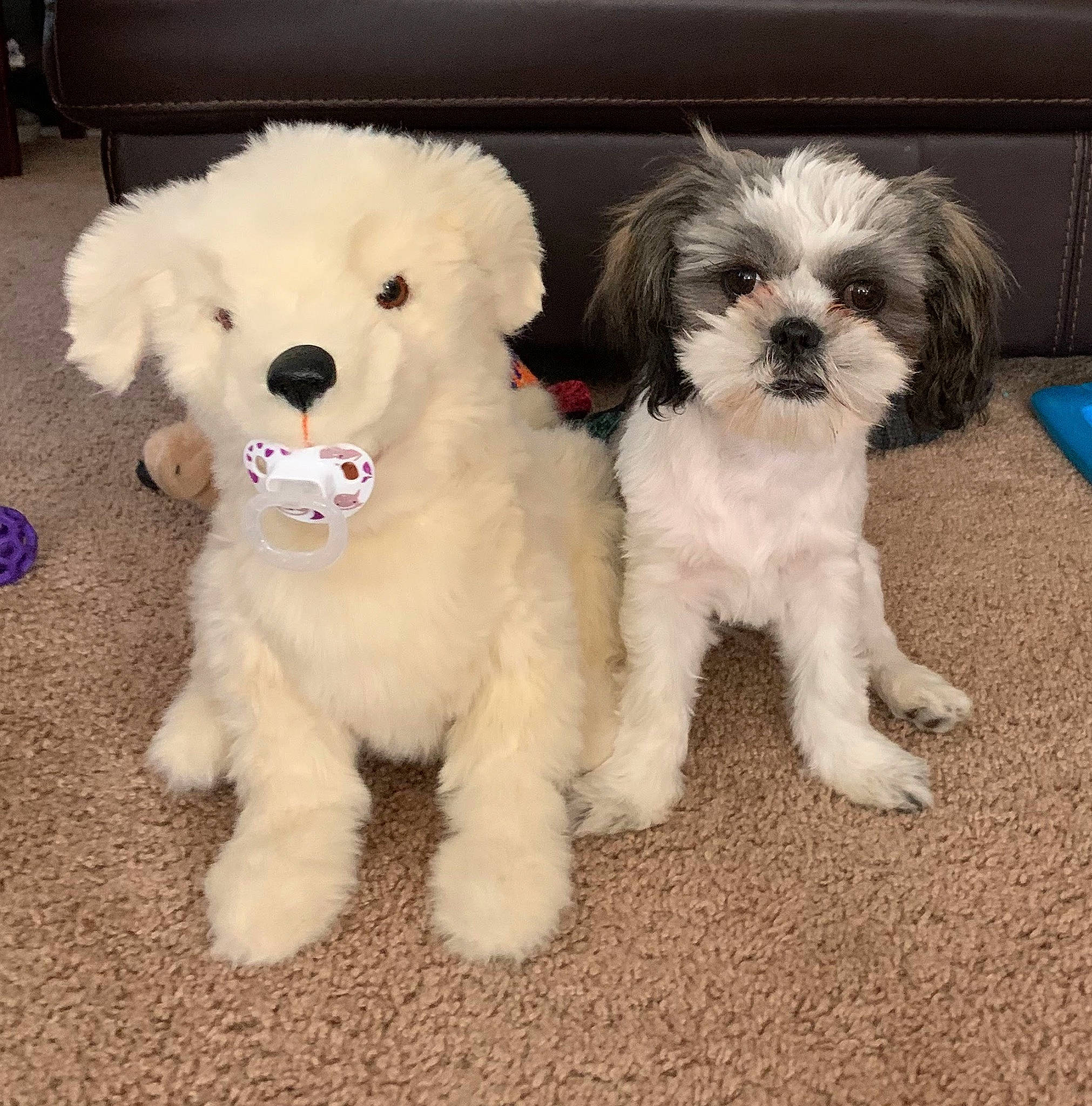 Chloe joined the competition — help win amazing prizes! canidae, carnivore, companion_dog, dog, dog_breed, dog_supply, fur, mal_shi, maltepoo, non_sporting_group, puppy, puppy_love, shih_tzu, small_terrier, snout, sporting_group, terrier, toy_dog, water_dog, working_animal