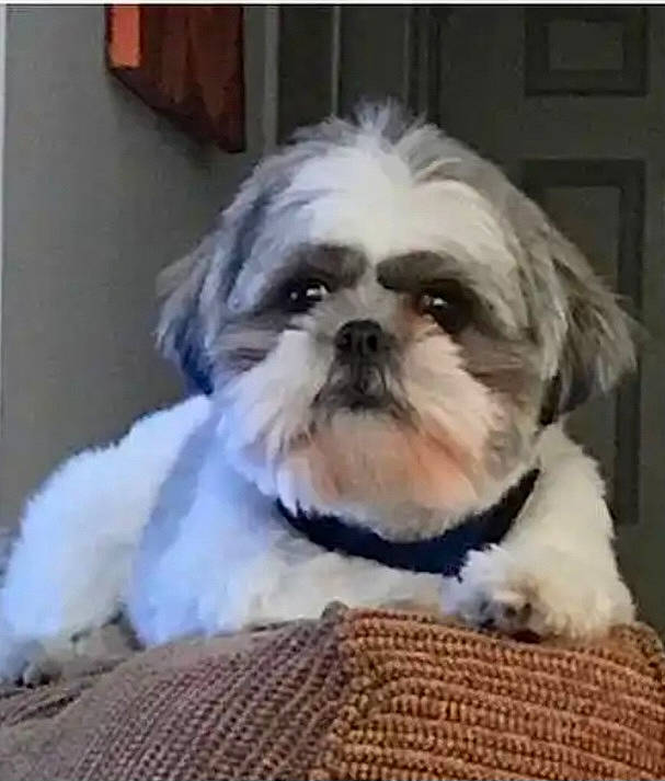 Chloe joined the competition — help win amazing prizes! canidae, carnivore, comfort, companion_dog, dog, dog_breed, eye, fur, liver, mal_shi, maltepoo, shih_poo, shih_tzu, small_terrier, snout, sporting_group, terrestrial_animal, terrier, toy_dog, working_animal