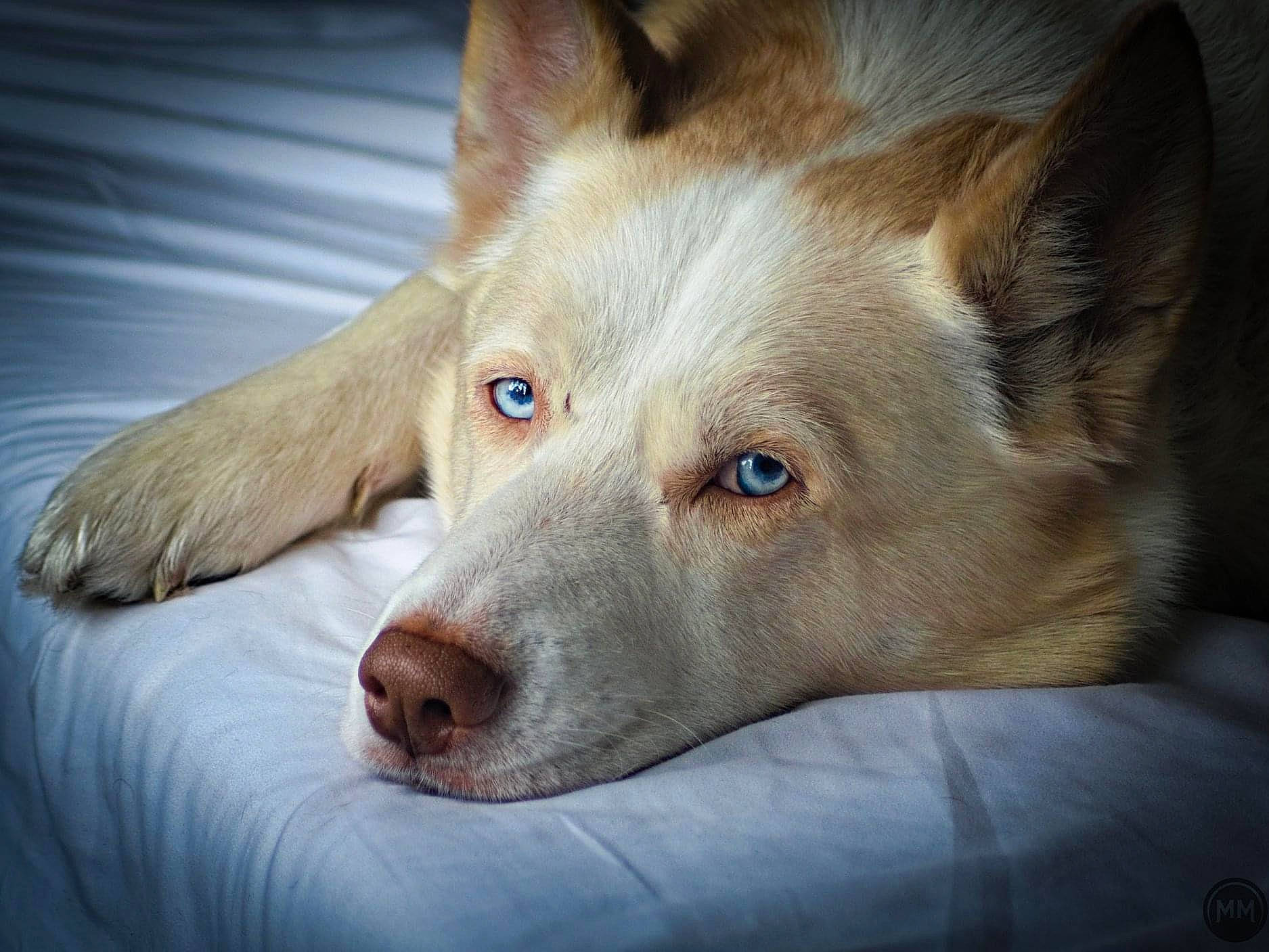 Brooklyn is registered to the contest to win money with this photo: ancient_dog_breeds, canidae, canis, carnivore, comfort, companion_dog, dog, dog_breed, ear, eye, eyelash, fawn, fur, jaw, snout, sporting_group, terrestrial_animal, whiskers, wildlife, working_animal