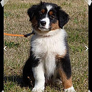 Orka a rejoint le concours — aidez-le/la à gagner de superbes lots ! australian_shepherd, bernese_mountain_dog, border_collie, carnivoran, companion_dog, dog, dog_breed, dog_breed_group, dog_like_mammal, english_shepherd, miniature_australian_shepherd, photo_caption, snout