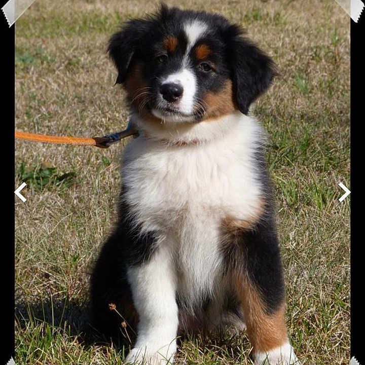 Orka