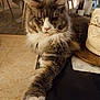 cat, fluffy, paw, stretching, indoor, furniture, table, domestic, pet, relaxed, long_fur, whiskers, close_up, mammal, animal, household, feline, resting, face, tabby