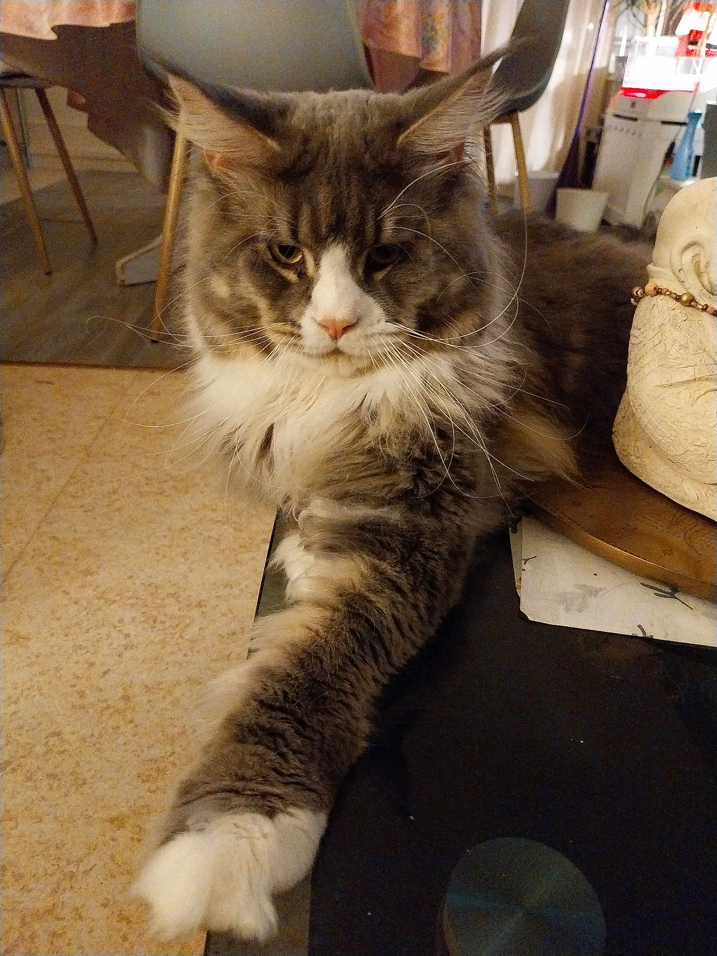 Ulys participe au concours pour gagner de l'argent avec cette photo : cat, fluffy, paw, stretching, indoor, furniture, table, domestic, pet, relaxed, long_fur, whiskers, close_up, mammal, animal, household, feline, resting, face, tabby