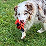 dog, australian_shepherd, blue_eyes, grass, outdoor, toy, rope_toy, playful, walking, pet, animal, fur, cute, nature, muzzle, mouth, ears, canine, greenery, daylight