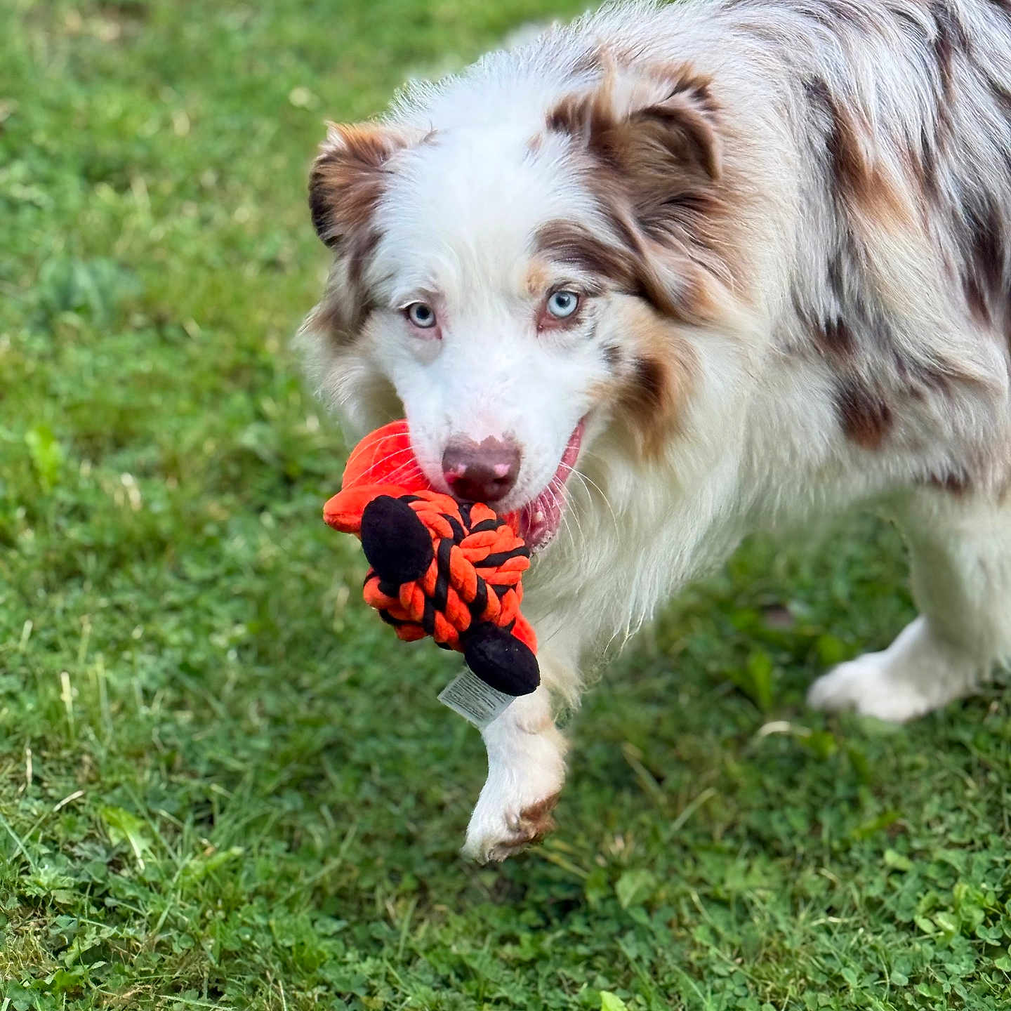 Uko a rejoint le concours — aidez-le/la à gagner de superbes lots ! animal, australian_shepherd, blue_eyes, canine, cute, daylight, dog, ears, fur, grass, greenery, mouth, muzzle, nature, outdoor, pet, playful, rope_toy, toy, walking
