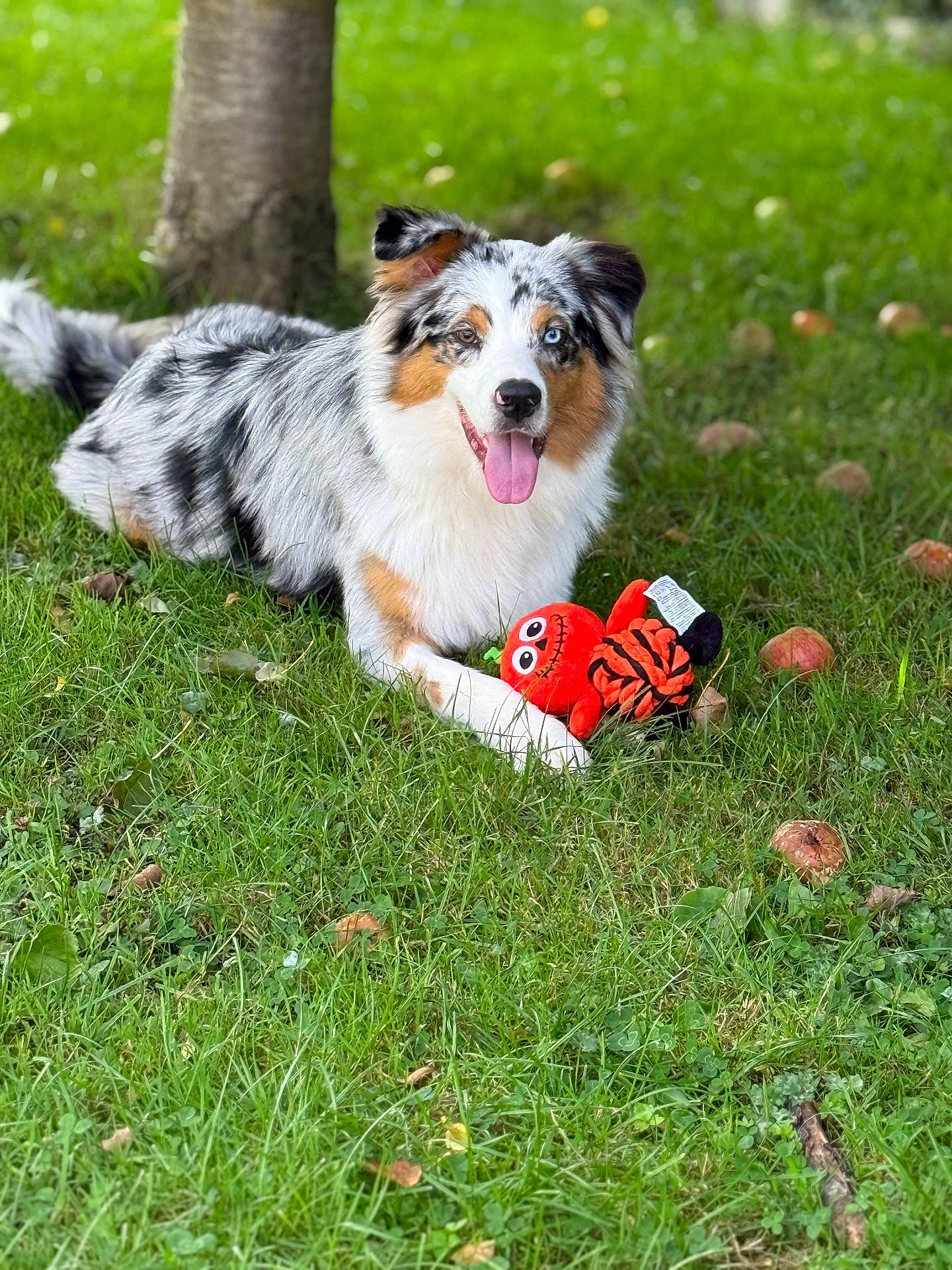 Vegas a rejoint le concours — aidez-le/la à gagner de superbes lots ! animal, australian_shepherd, canine, dog, fur, grass, greenery, happy, nature, orange, outdoor, pet, playful, relaxed, smiling, stuffed_toy, summer, tongue_out, toy, tree