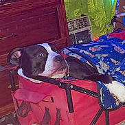 Monkey is registered to the contest to win money with this photo: dog, black_and_white, cart, blanket, indoor, furniture, wooden, relaxed, resting, animal, pet, cozy, fabric, blue, red, paw, head, snout, living_room, household