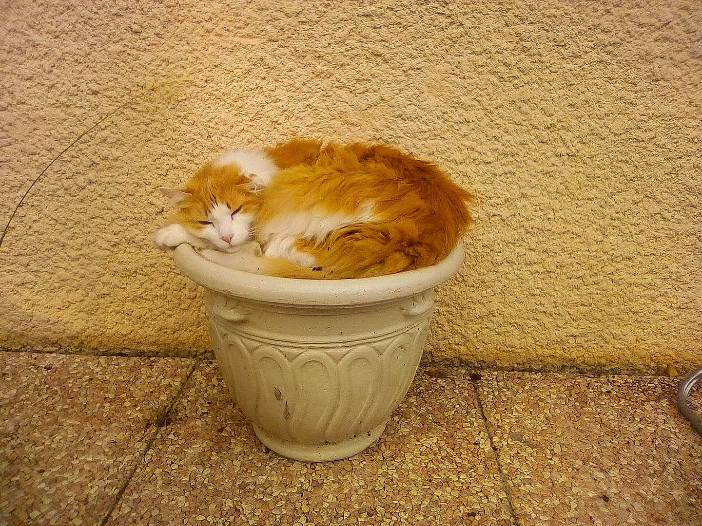 Kenzo participe au concours pour gagner de l'argent avec cette photo : carnivore, cat, fawn, felidae, fur, kitten, small_to_medium_sized_cats