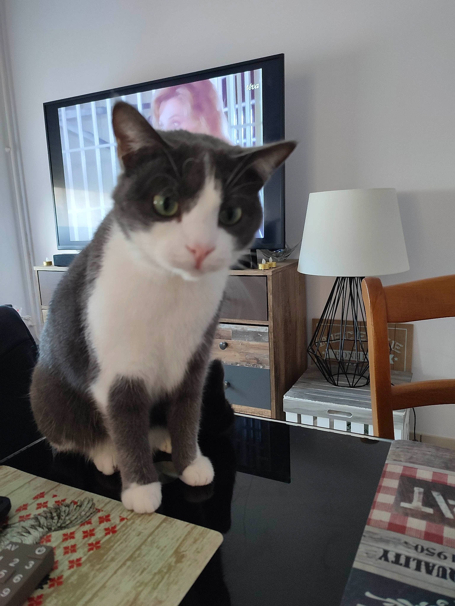 Cayenne participe au concours pour gagner de l'argent avec cette photo : bookcase, box, carnivore, cat, comfort, domestic_short_haired_cat, felidae, flooring, fur, hardwood, lamp, shelf, shelving, sitting, small_to_medium_sized_cats, table, tail, whiskers, window, wood