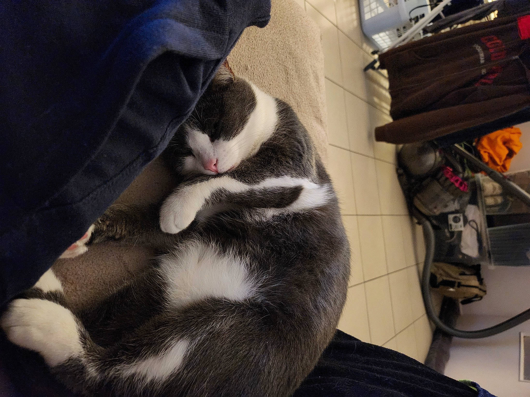 Cayenne a rejoint le concours — aidez-le/la à gagner de superbes lots ! carmine, carnivore, cat, comfort, companion_dog, domestic_short_haired_cat, felidae, formal_wear, fur, human_leg, lap, pattern, sky, small_to_medium_sized_cats, tail, textile, whiskers