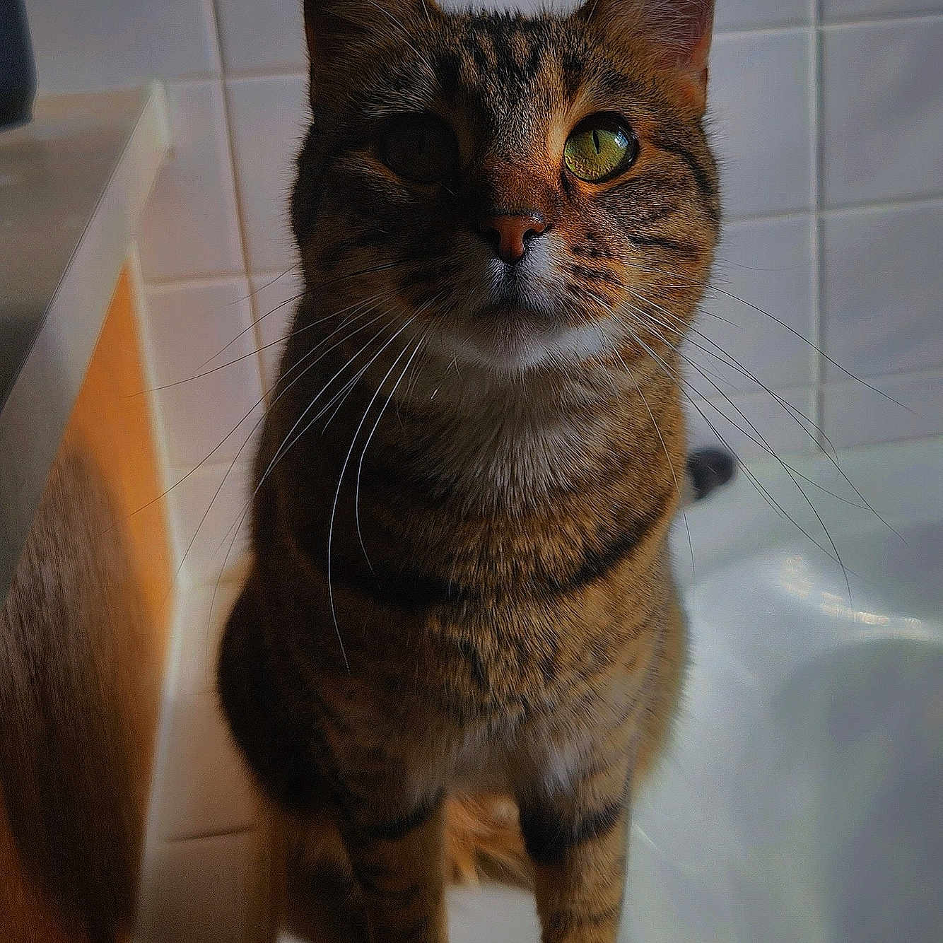 Bahama Mama joined the competition — help win amazing prizes! abyssinian, animal, bathing, bathtub, cat, closet, cupboard, furniture, hardwood, kitten, manx, person, pet, plywood, shelf, sink, tub, wood