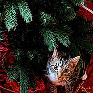 Peppercorn joined the competition — help win amazing prizes! cat, tabby_cat, christmas_tree, tree_skirt, red_fabric, holiday_decor, pine_branches, pet, animal, indoor, wooden_floor, curious, festive, whiskers, ears, paws, greenery, decoration, christmas, seasonal