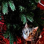 cat, tabby_cat, christmas_tree, tree_skirt, red_fabric, holiday_decor, pine_branches, pet, animal, indoor, wooden_floor, curious, festive, whiskers, ears, paws, greenery, decoration, christmas, seasonal