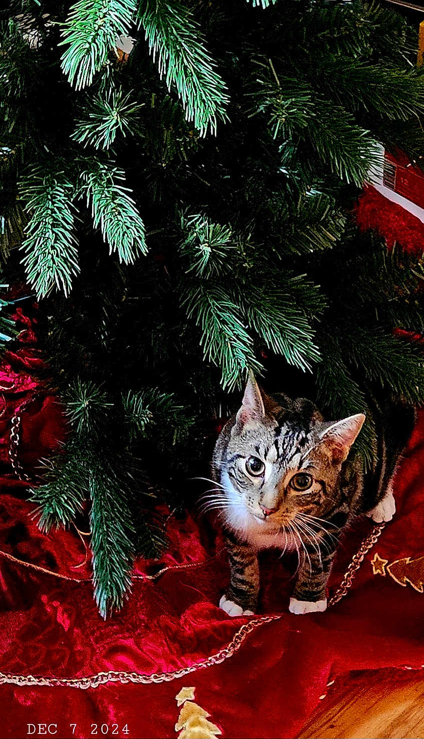 Peppercorn joined the competition — help win amazing prizes! cat, tabby_cat, christmas_tree, tree_skirt, red_fabric, holiday_decor, pine_branches, pet, animal, indoor, wooden_floor, curious, festive, whiskers, ears, paws, greenery, decoration, christmas, seasonal