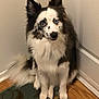 animal, black_and_white, blue_eyes, canine, carpet, companion, corner, curious, dog, door, ears_up, fluffy, fur, indoor, looking_at_camera, pet, portrait, sitting, spot_pattern, wood_floor