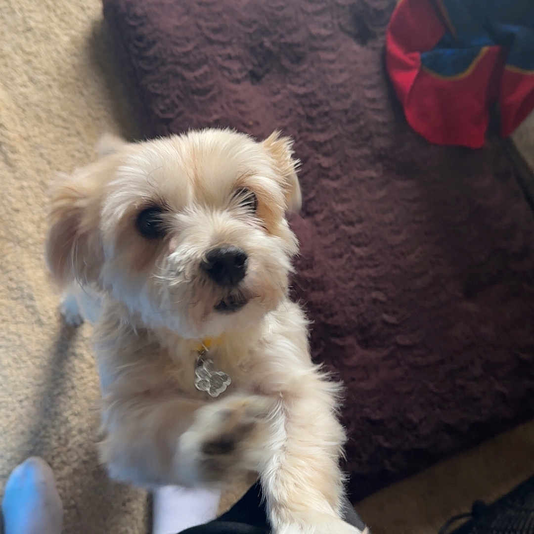 Bella is registered to the contest to win money with this photo: animal, carpet, closeup, collar, cushion, cute, dog, domestic_animal, friendly, fur, hand, indoor, interaction, paw, pet, reaching, small_dog, tag, tattoo, white_fur