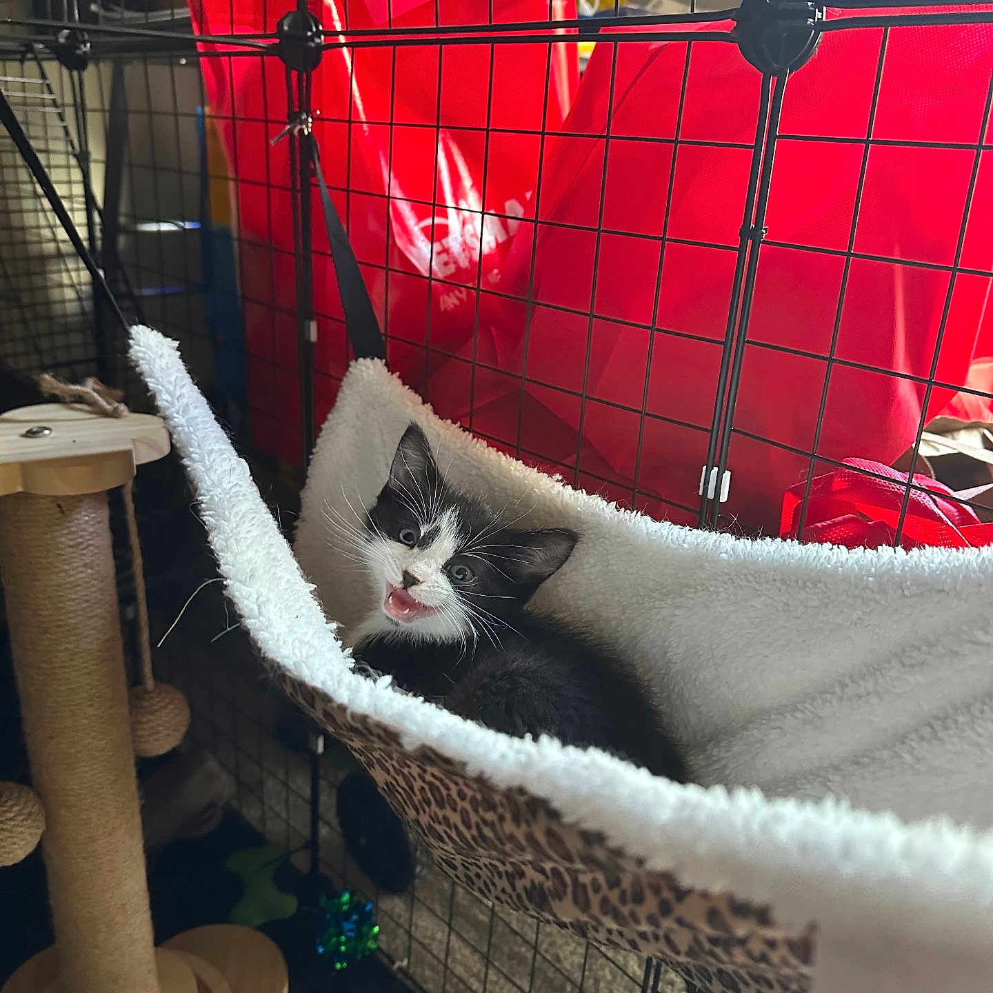 Apollo joined the competition — help win amazing prizes! animal, black_and_white, cage, cat, cozy, cute, feline, fur, hammock, indoor, kitten, leopard_print, meowing, pet, playful, red_bags, resting, scratching_post, whiskers, young