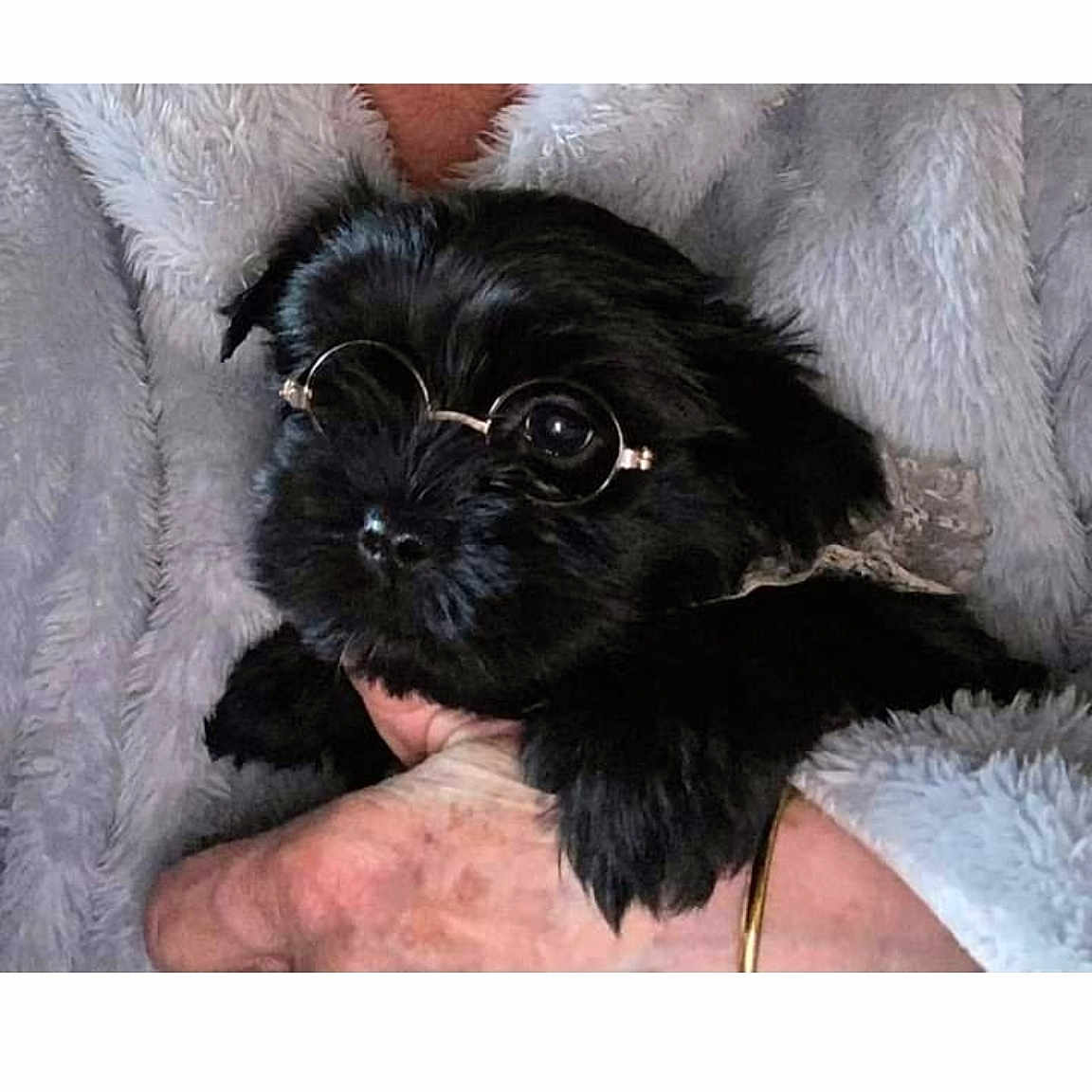 Twixe participe au concours pour gagner de l'argent avec cette photo : adorable, animal, black_dog, companion, cozy, cute, dog, face, fluffy, fur, glasses, hand, holding, indoors, person, pet, portrait, puppy, small_dog, wearing_glasses