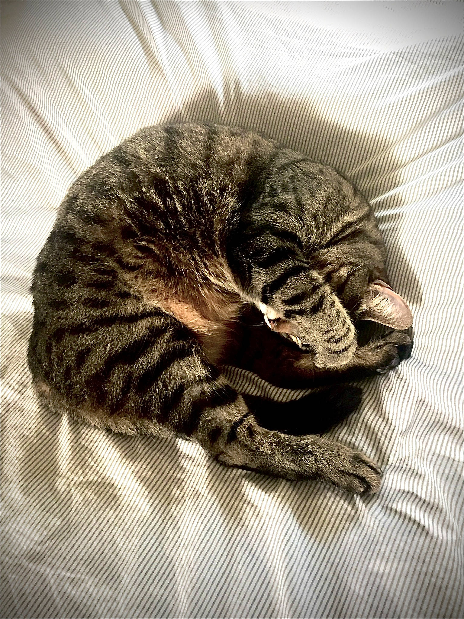 Fakir a rejoint le concours — aidez-le/la à gagner de superbes lots ! black_and_white, cat, ear, fashion_accessory, fur, hair, headgear, illustration, monochrome, pattern, photography, plant, style