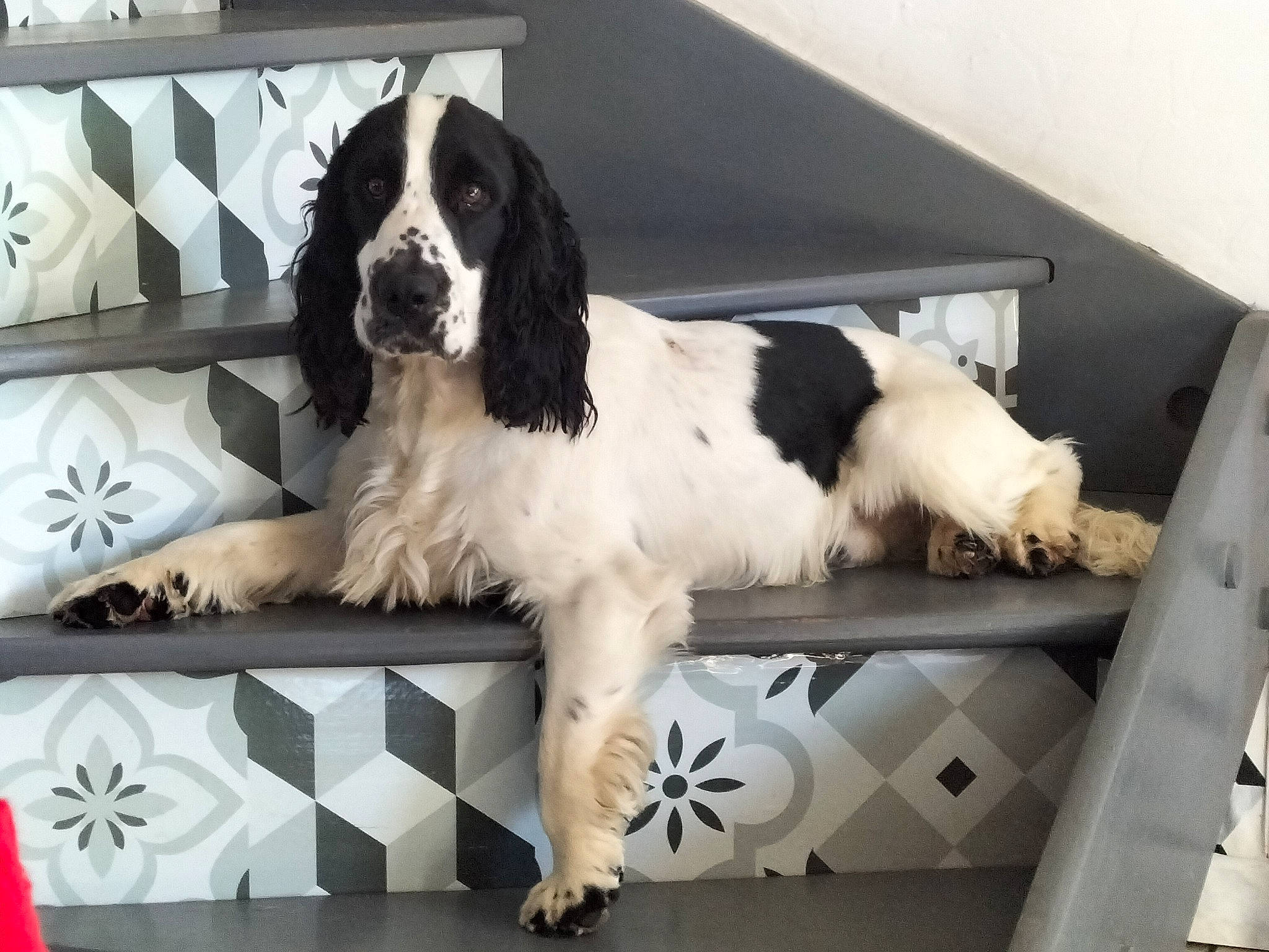Bambino participe au concours pour gagner de l'argent avec cette photo : bored, canidae, carnivore, companion_dog, dog, dog_breed, flooring, fur, gun_dog, liver, pattern, paw, room, snout, spaniel, sporting_group, tail, working_animal, working_dog