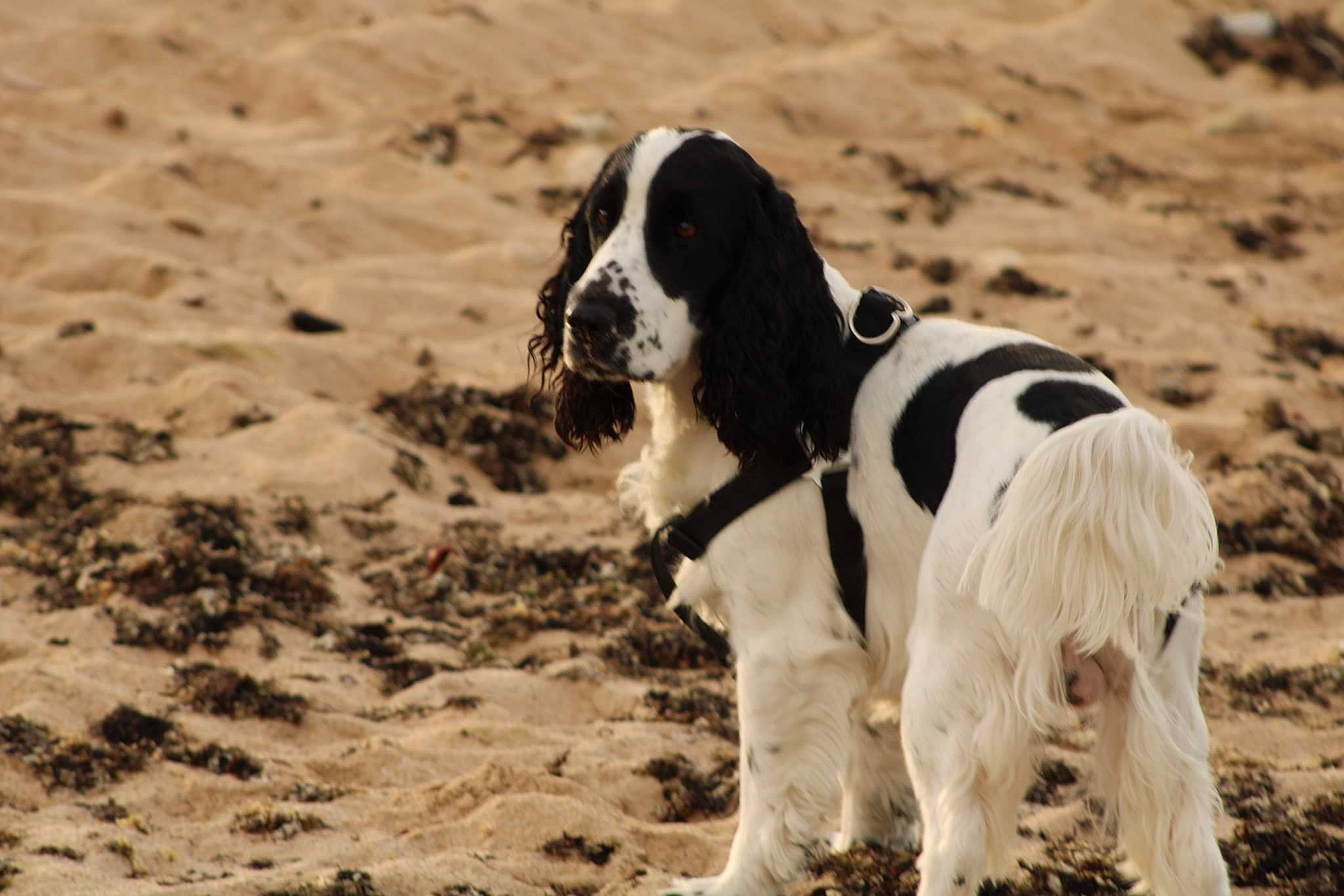 Bambino participe au concours pour gagner de l'argent avec cette photo : ball, beach, canidae, carnivore, collar, companion_dog, dog, dog_breed, dog_collar, fur, gun_dog, monochrome_photography, non_sporting_group, snout, soil, spaniel, sporting_group, terrestrial_animal, working_animal, working_dog
