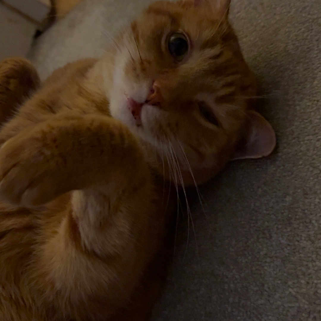 Freya Cheeseman joined the competition — help win amazing prizes! animal, carpet, cat, close_up, cute, domestic, ears, eyes, feline, fur, indoor, laying, lying_down, mammal, orange_tabby, pet, portrait, relaxed, resting, whiskers