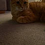 cat, orange_tabby, indoor, carpet, furniture, door, pet, animal, whiskers, ears, floor, relaxed, domestic, mammal, cute, fur, home, resting, side_view, curious