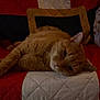 cat, orange_cat, tabby, quilt, blanket, indoor, pet, feline, relaxed, sleepy, couch, home, cozy, fur, whiskers, resting, animal, cute, domestic, laid_back