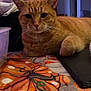 cat, orange_tabby, indoor, tablecloth, pumpkin, fall_theme, decorative, whiskers, ears, eyes, paw, furniture, lighting, relaxed, closeup, home, cozy, curious, background, twinkle_lights