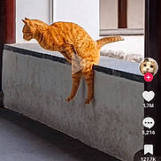 Papi Churo joined the competition — help win amazing prizes! animal, app_interface, cat, comment_button, concrete, feline, ginger_cat, jumping, ledges, like_button, motion, outdoor, pet, playful, profile_picture, screenshot, share_button, social_media, video, wall