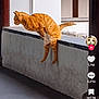 animal, app_interface, cat, comment_button, concrete, feline, ginger_cat, jumping, ledges, like_button, motion, outdoor, pet, playful, profile_picture, screenshot, share_button, social_media, video, wall