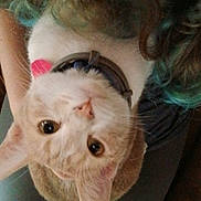 Peaches is registered to the contest to win money with this photo: cat, pet, animal, fur, ears, eyes, collar, human, legs, hair, curly_hair, lap, indoor, cute, looking_up, orange_cat, whiskers, soft_light, closeup, companion