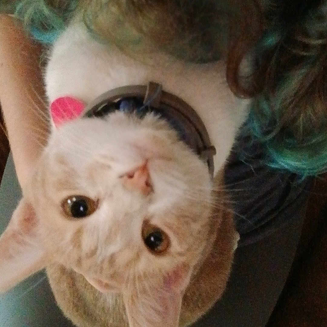 Peaches is registered to the contest to win money with this photo: animal, cat, closeup, collar, companion, curly_hair, cute, ears, eyes, fur, hair, human, indoor, lap, legs, looking_up, orange_cat, pet, soft_light, whiskers