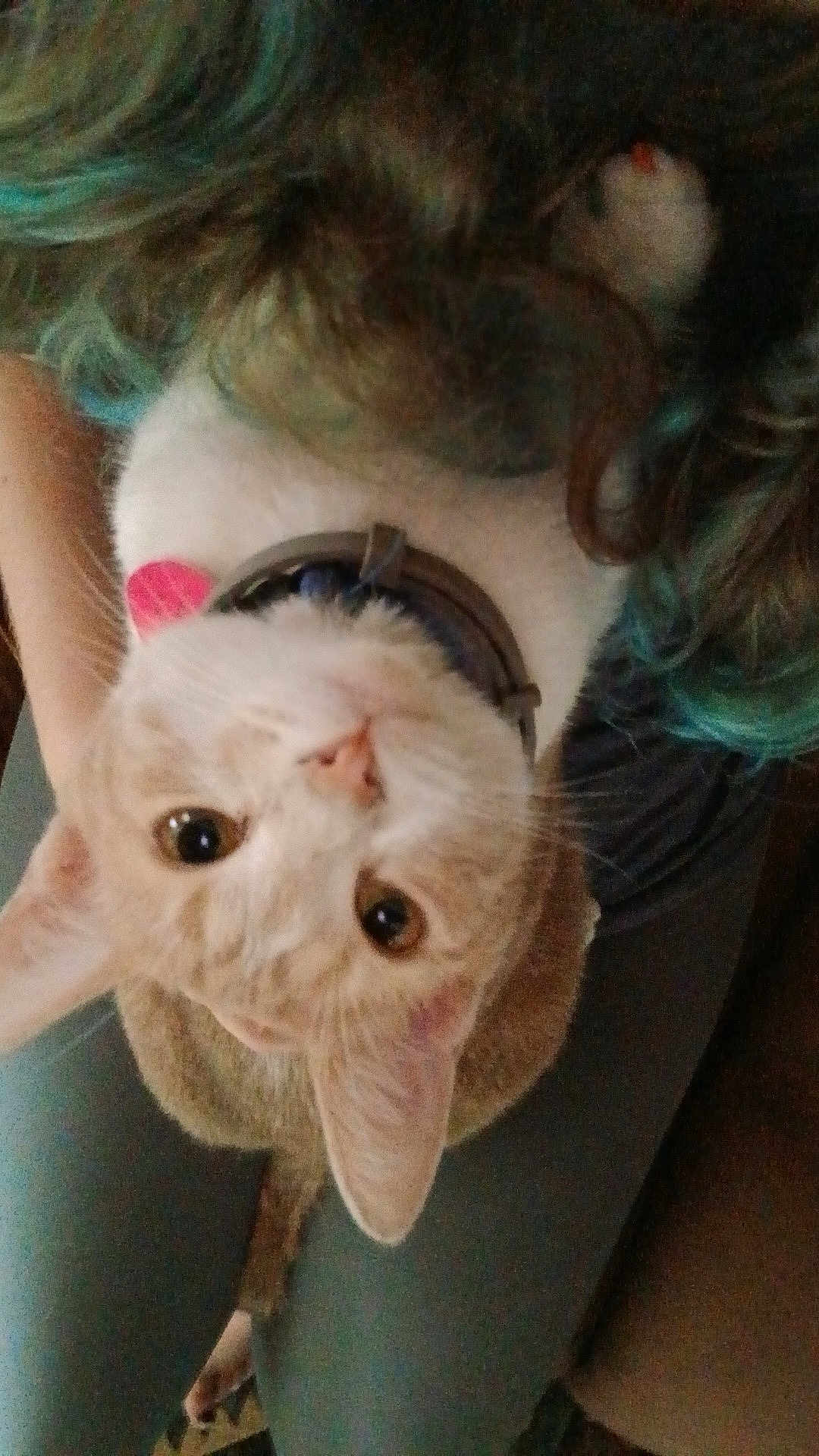 Peaches is registered to the contest to win money with this photo: cat, pet, animal, fur, ears, eyes, collar, human, legs, hair, curly_hair, lap, indoor, cute, looking_up, orange_cat, whiskers, soft_light, closeup, companion