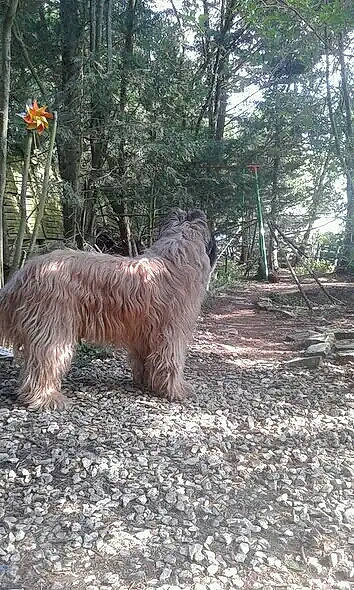 Lalaska participe au concours pour gagner de l'argent avec cette photo : carnivore, companion_dog, dog, dog_breed, forest, grass, herding_dog, liver, northern_hardwood_forest, plant, small_terrier, soil, sporting_group, tail, terrestrial_animal, terrier, tree, trunk, water_dog, wood