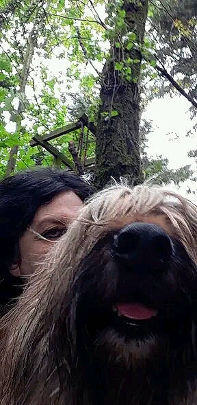 Lalaska a rejoint le concours — aidez-le/la à gagner de superbes lots ! canidae, carnivore, companion_dog, dog, dog_breed, facial_hair, fawn, fur, grass, liver, small_terrier, snout, sporting_group, terrier, toy_dog, tree, trunk, working_animal