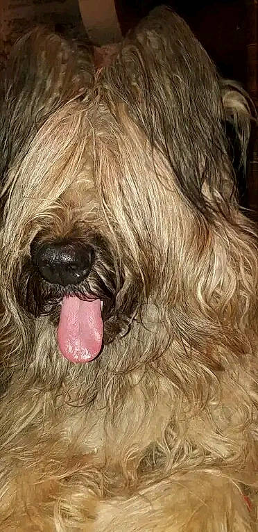 Lalaska a rejoint le concours — aidez-le/la à gagner de superbes lots ! bearded_collie, canidae, carnivore, catalan_sheepdog, close_up, companion_dog, dog, dog_breed, fur, liver, non_sporting_group, sapsali, small_terrier, snout, sporting_group, terrestrial_animal, terrier, toy_dog, working_animal, wrinkle