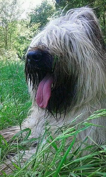 Lalaska a rejoint le concours — aidez-le/la à gagner de superbes lots ! canidae, carnivore, companion_dog, dog, dog_breed, fur, grass, liver, non_sporting_group, plant, snout, sporting_group, terrestrial_animal, terrier, tree, wildlife, working_animal