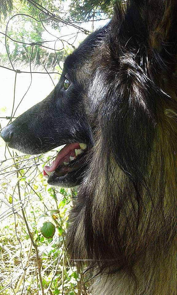 Nayack a rejoint le concours — aidez-le/la à gagner de superbes lots ! carnivore, companion_dog, dog, dog_breed, fur, grass, liver, plant, snout, sporting_group, terrestrial_animal, whiskers, working_animal, working_dog