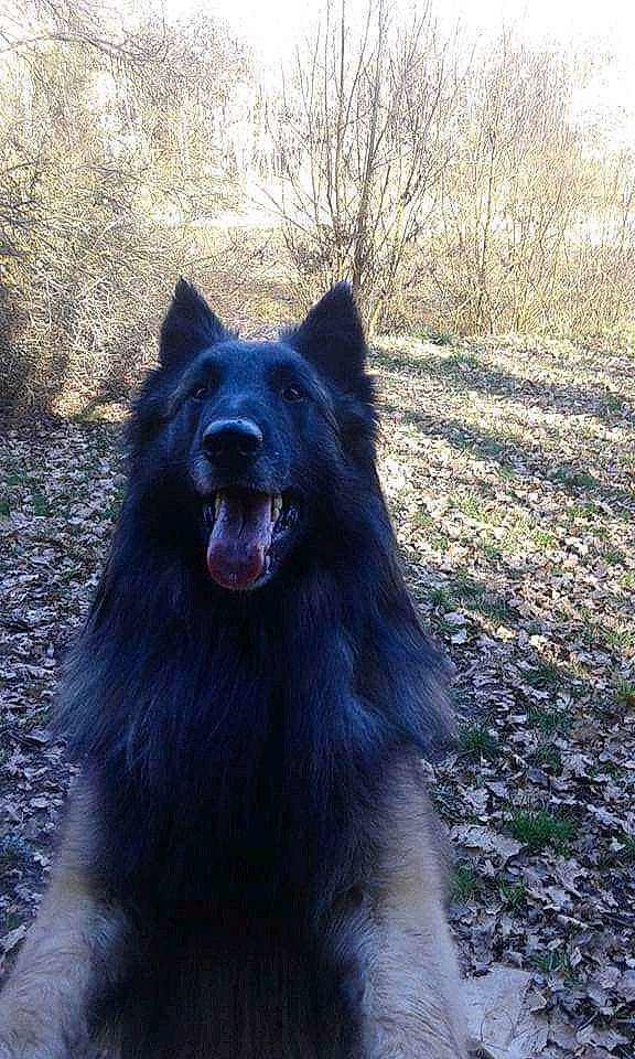 Nayack a rejoint le concours — aidez-le/la à gagner de superbes lots ! canidae, carnivore, companion_dog, dog, dog_breed, fang, fur, giant_dog_breed, herding_dog, non_sporting_group, snout, sporting_group, terrestrial_animal, wildlife, working_animal, working_dog