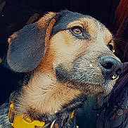 Tinyy joined the competition — help win amazing prizes! dog, animal, pet, collar, portrait, close_up, brown, black, white, fur, ears, face, looking_away, indoor, dark_background, sparkles, yellow_collar, cute, domestic_animal, muzzle